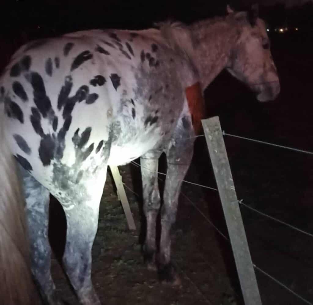 RESCATE DE UN EQUINO EN ARROYITO